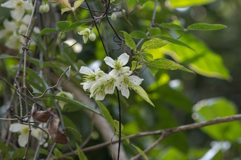 Clematis fasciculiflora photo 3