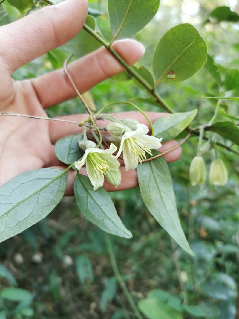 Clematis fasciculiflora photo 4