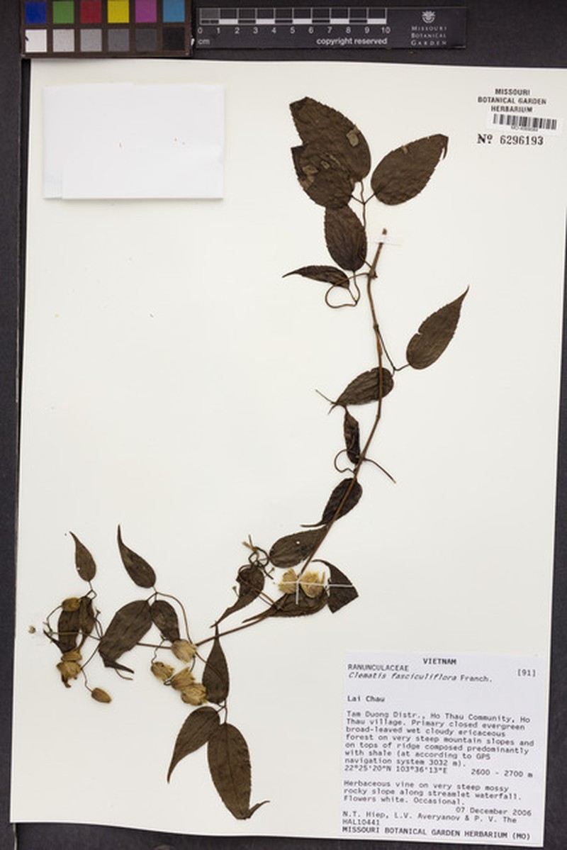 Clematis fasciculiflora photo 6