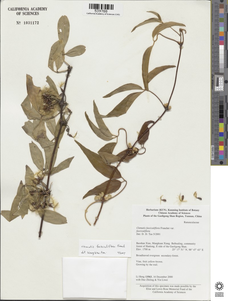 Clematis fasciculiflora photo 7