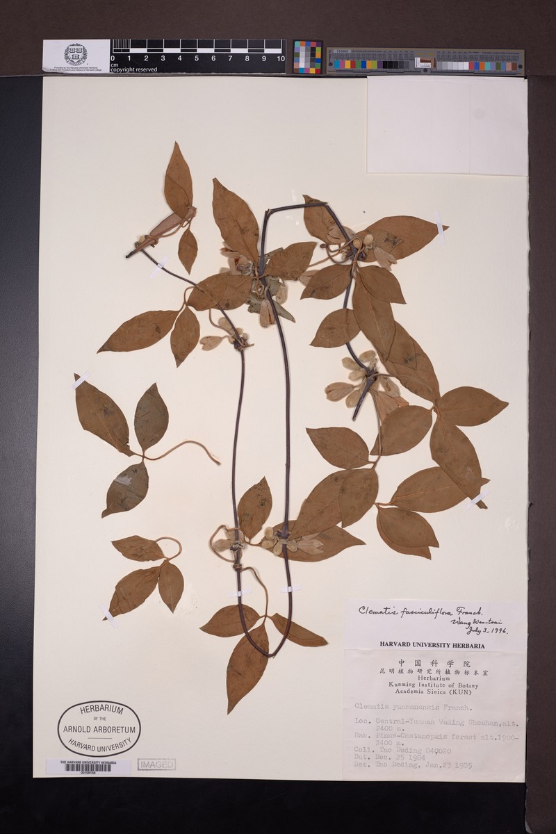 Clematis fasciculiflora photo 8