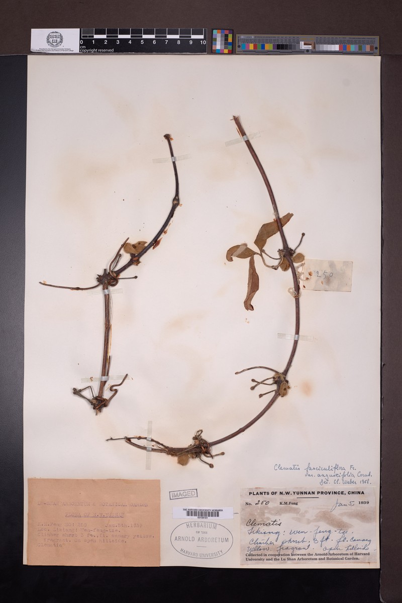 Clematis fasciculiflora var. angustifolia