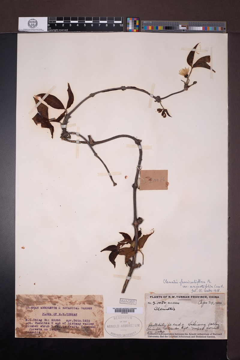 Clematis fasciculiflora var. angustifolia photo 2