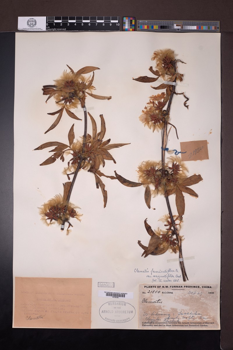 Clematis fasciculiflora var. angustifolia photo 3