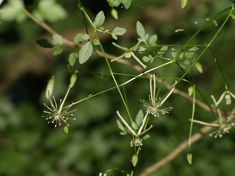 Clematis fawcettii