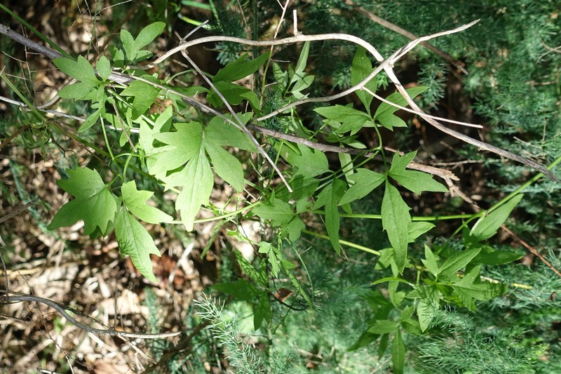 Clematis fawcettii photo 3