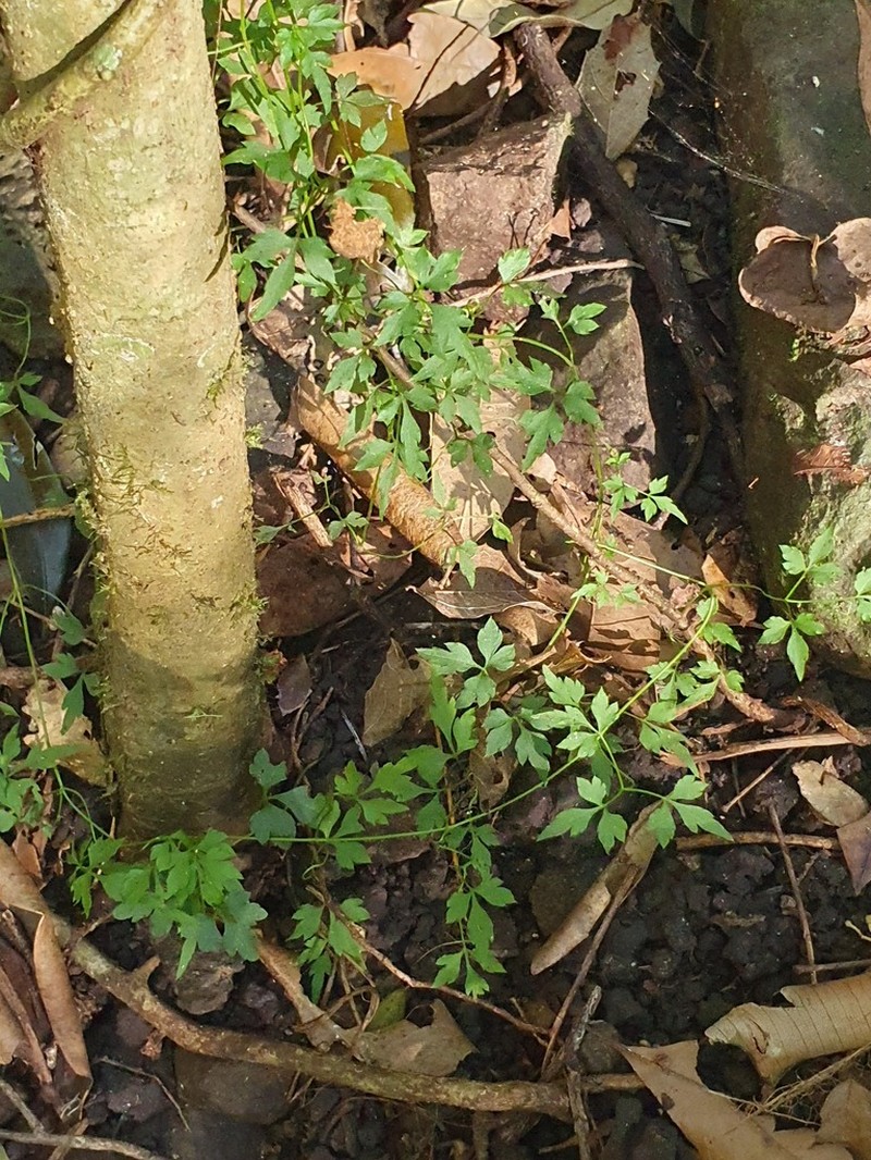 Clematis fawcettii photo 5