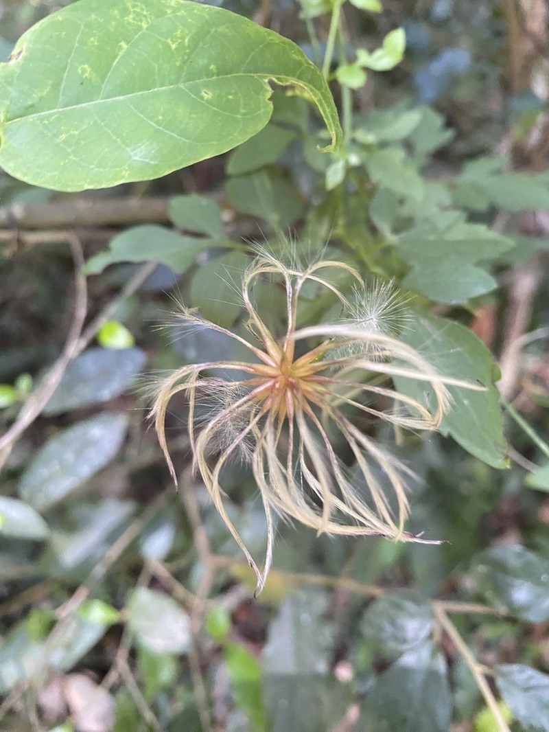 Clematis fawcettii photo 8