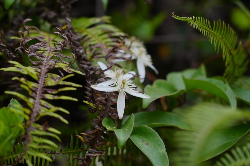 Clematis finetiana