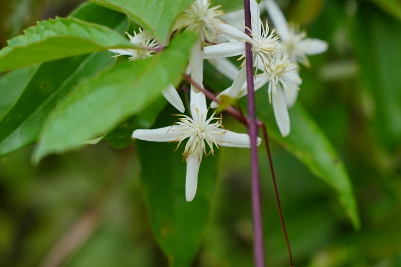 Clematis finetiana photo 2