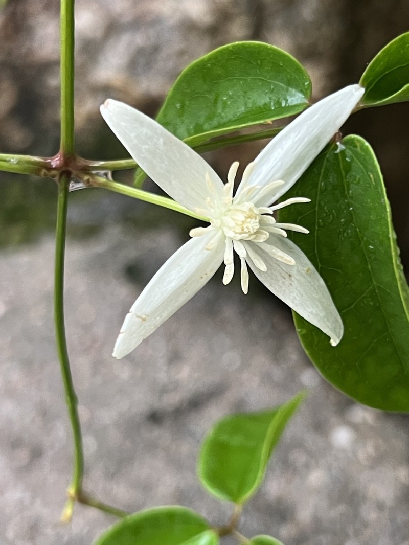 Clematis finetiana photo 3