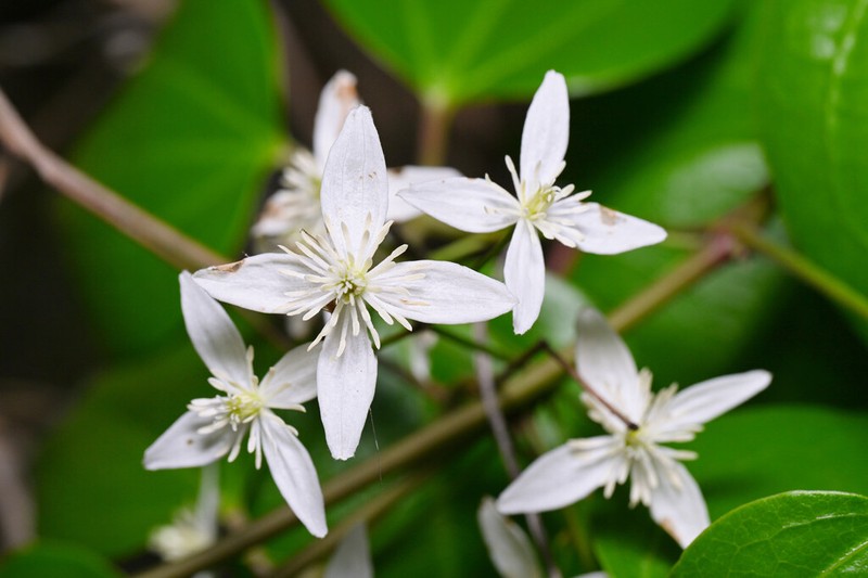 Clematis finetiana photo 4