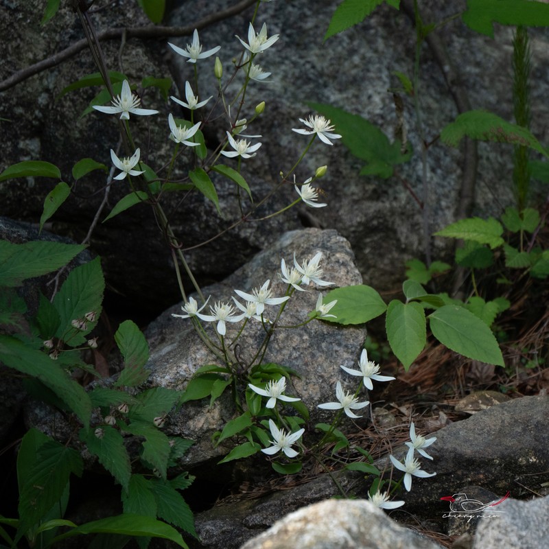 Clematis finetiana photo 5