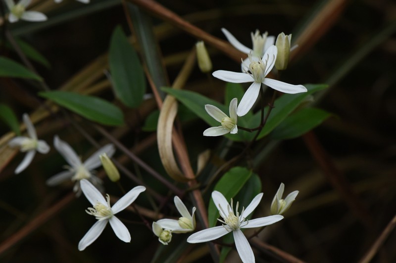 Clematis finetiana photo 6