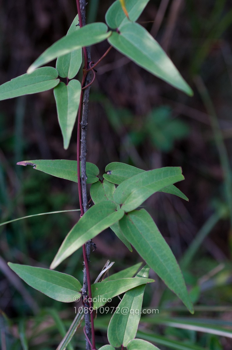 Clematis finetiana photo 7