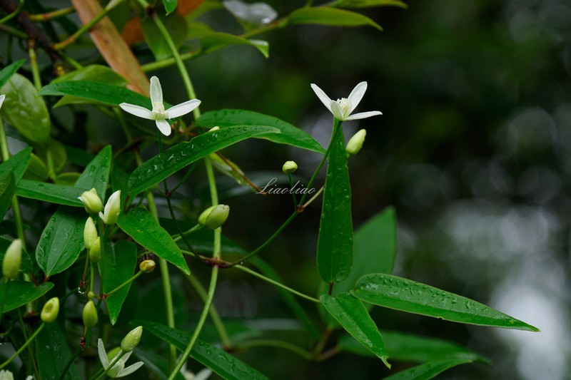 Clematis finetiana photo 8
