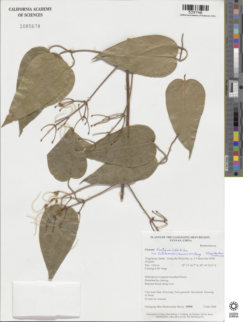 Clematis finetiana var. lutchuensis