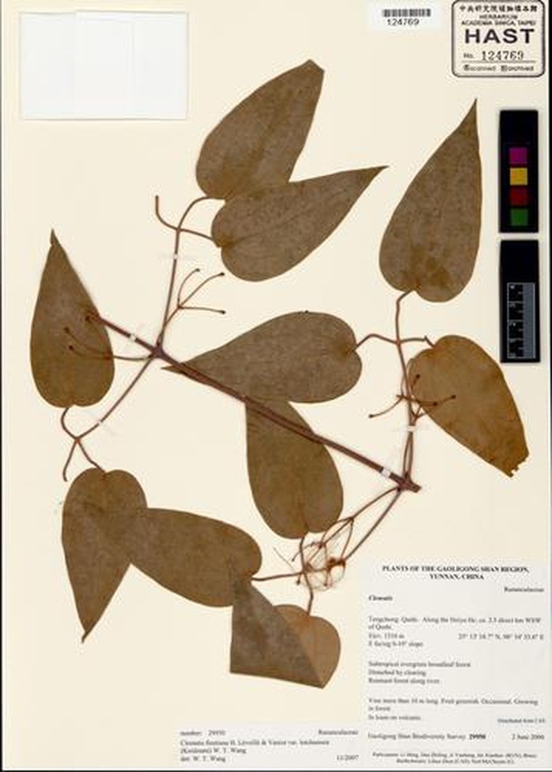 Clematis finetiana var. lutchuensis photo 2