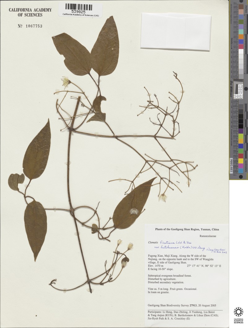 Clematis finetiana var. lutchuensis photo 3