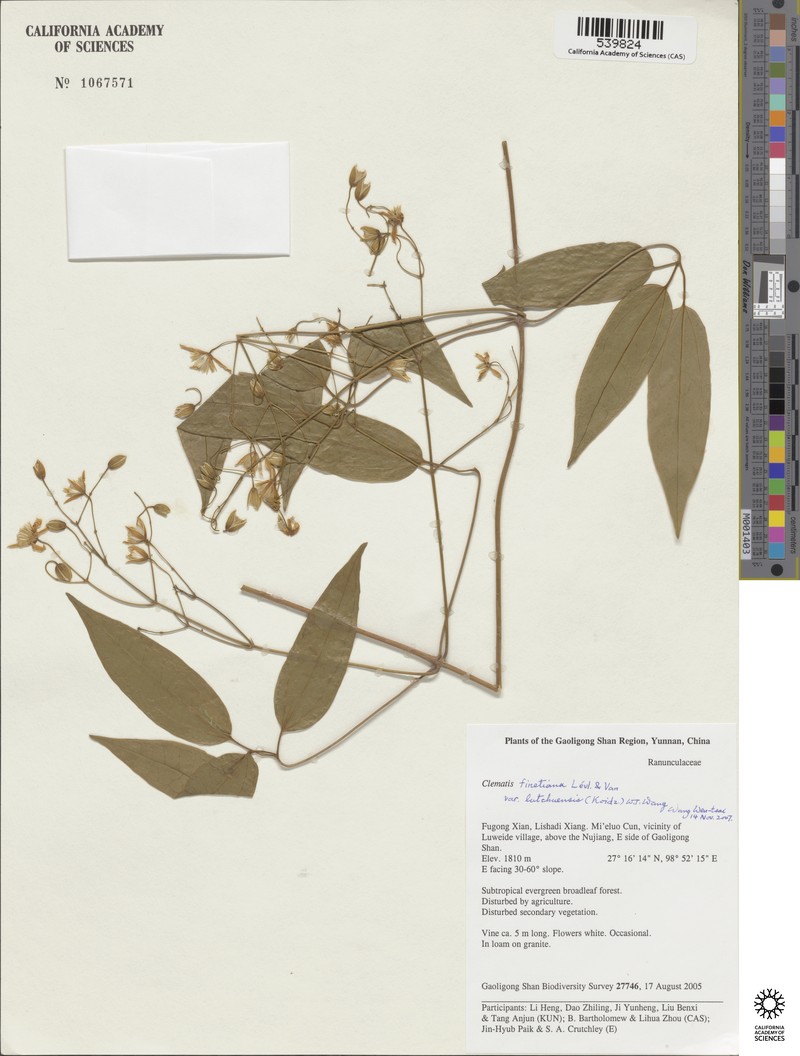 Clematis finetiana var. lutchuensis photo 4