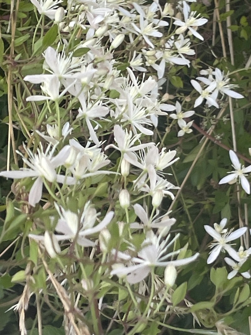 Fragrant Clematis photo 2