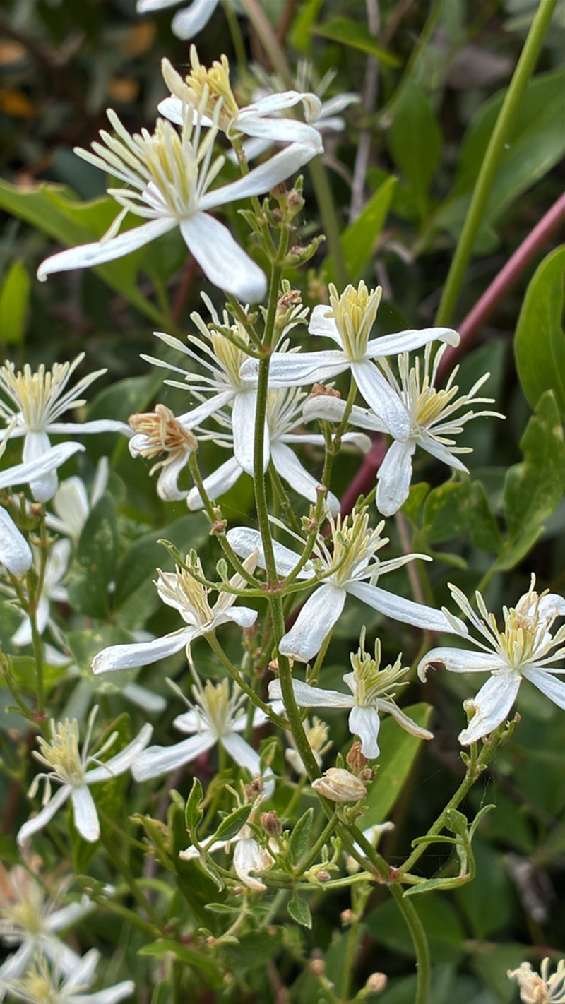Fragrant Clematis photo 3