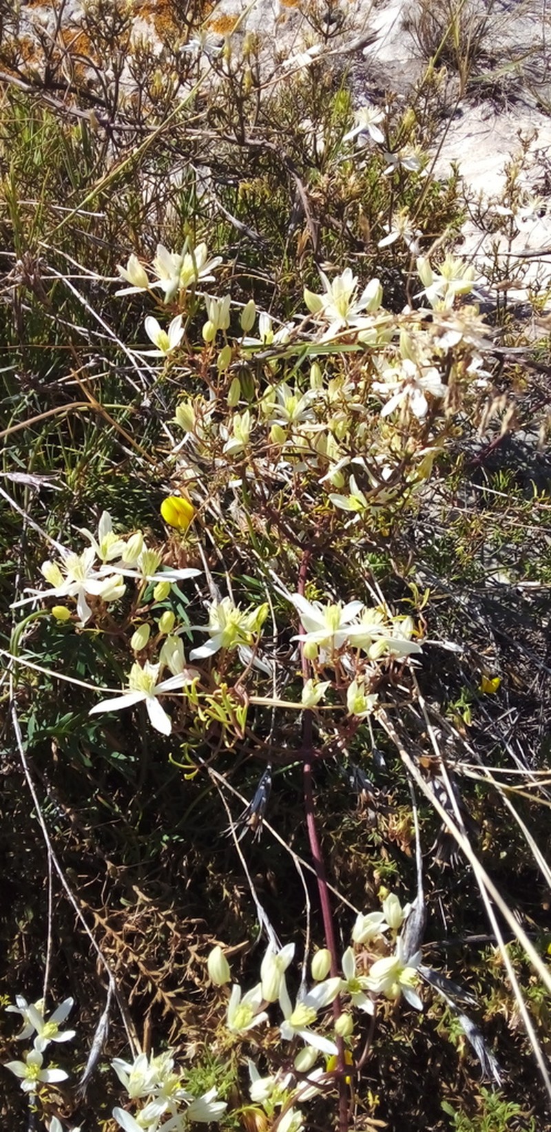 Fragrant Clematis photo 4