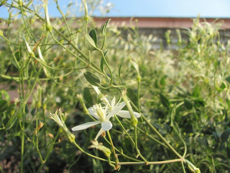 Fragrant Clematis photo 5