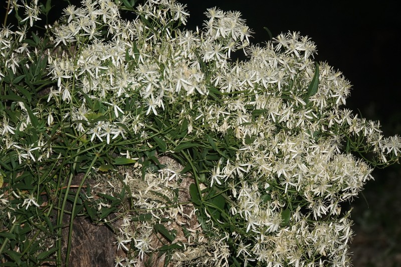 Fragrant Clematis photo 7