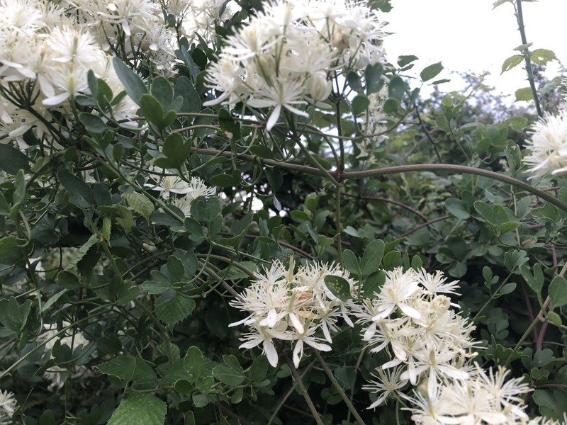 Fragrant Clematis photo 8
