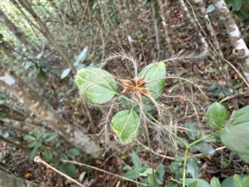 Clematis flammulastrum photo 6