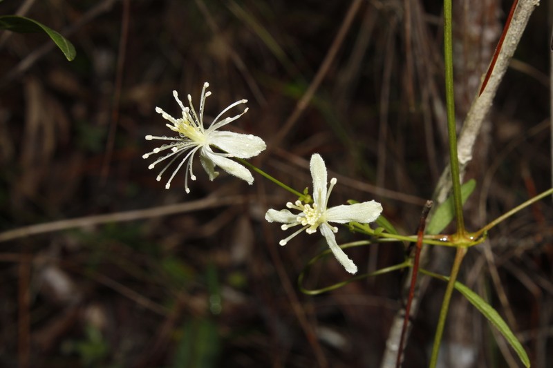 Clematis flammulastrum photo 7