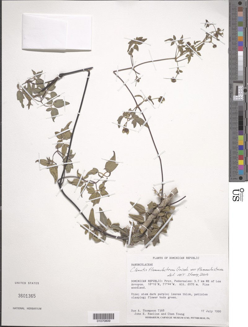 Clematis flammulastrum var. flammulastrum