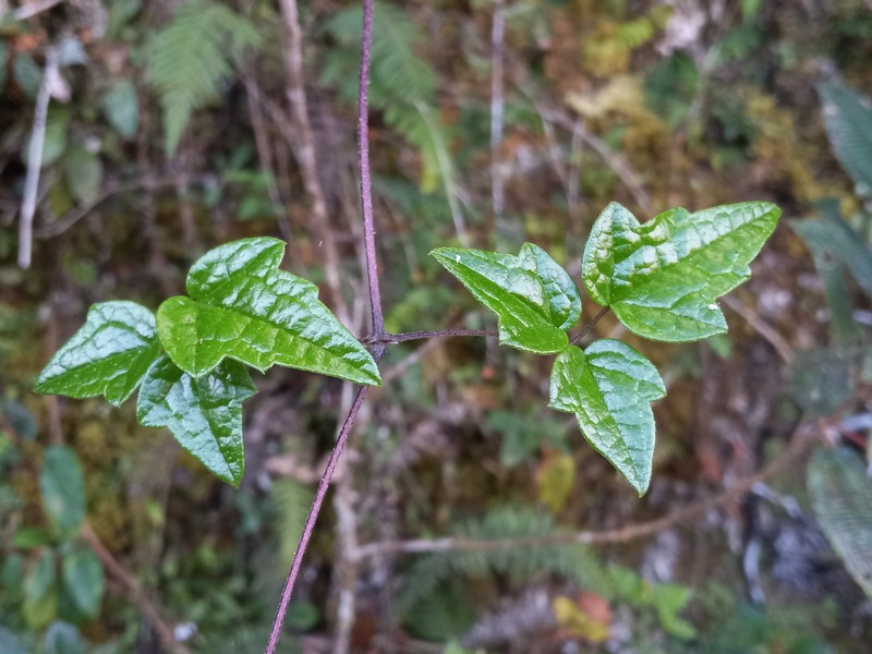 Clematis flammulastrum var. fuertesii