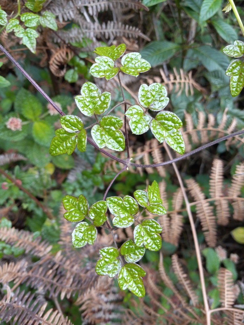 Clematis flammulastrum var. fuertesii photo 2