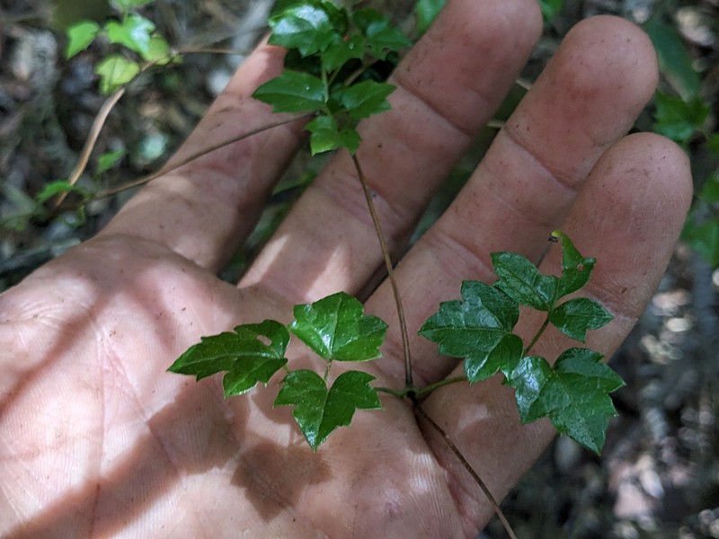 Clematis flammulastrum var. fuertesii photo 3
