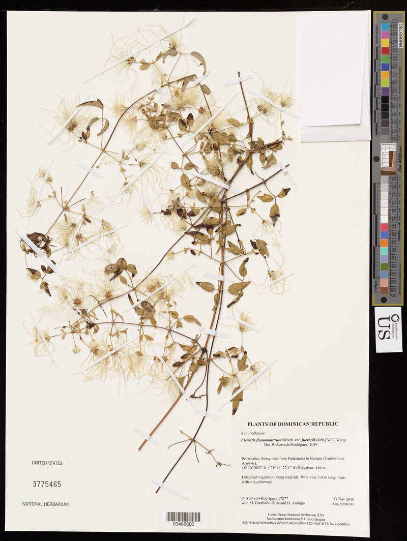 Clematis flammulastrum var. fuertesii photo 4
