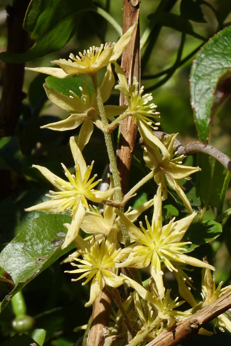 Clematis foetida