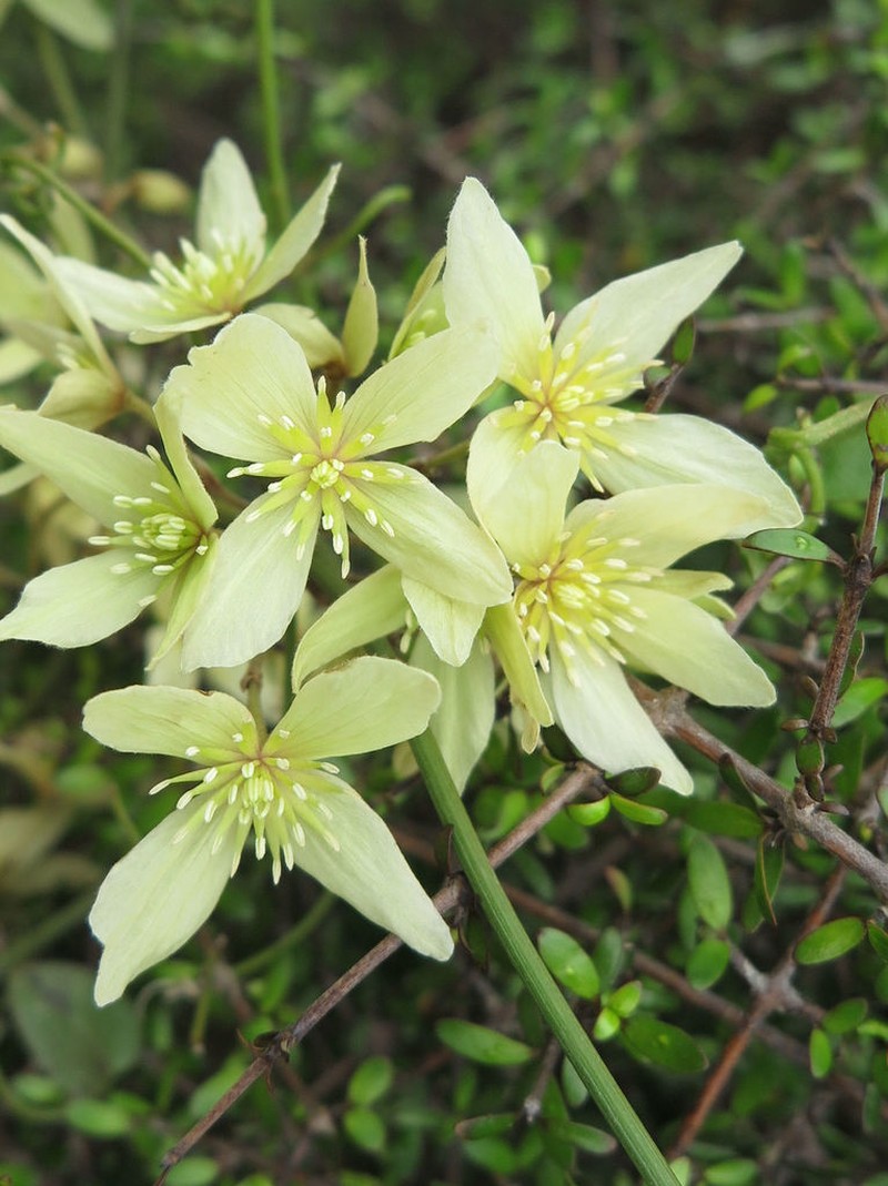 Clematis foetida photo 2
