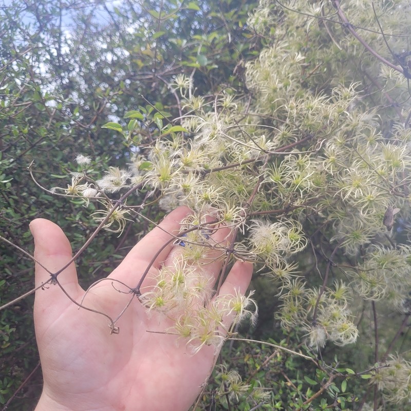 Clematis foetida photo 3