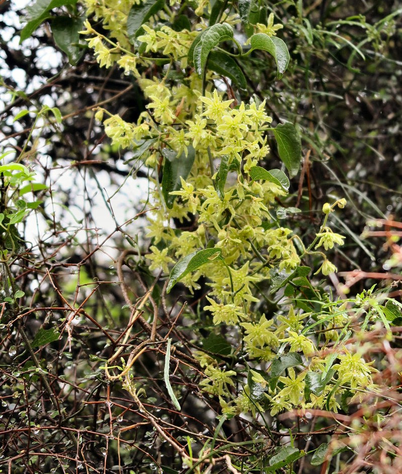 Clematis foetida photo 4