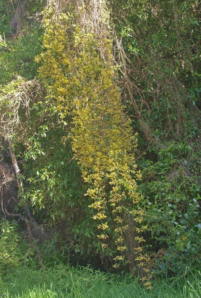 Clematis foetida photo 5