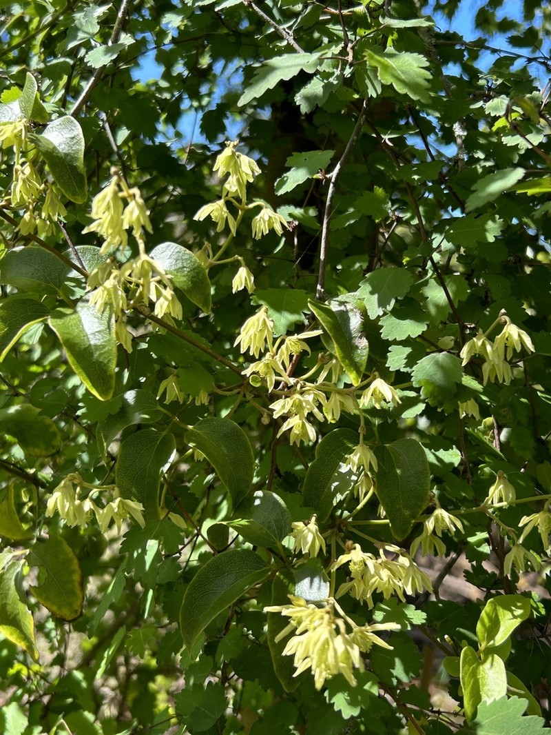 Clematis foetida photo 6