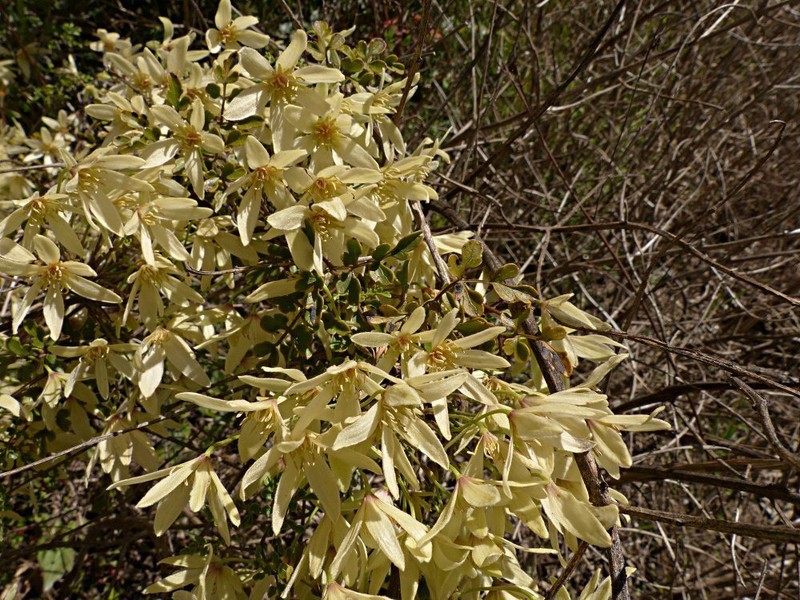 Clematis foetida photo 7
