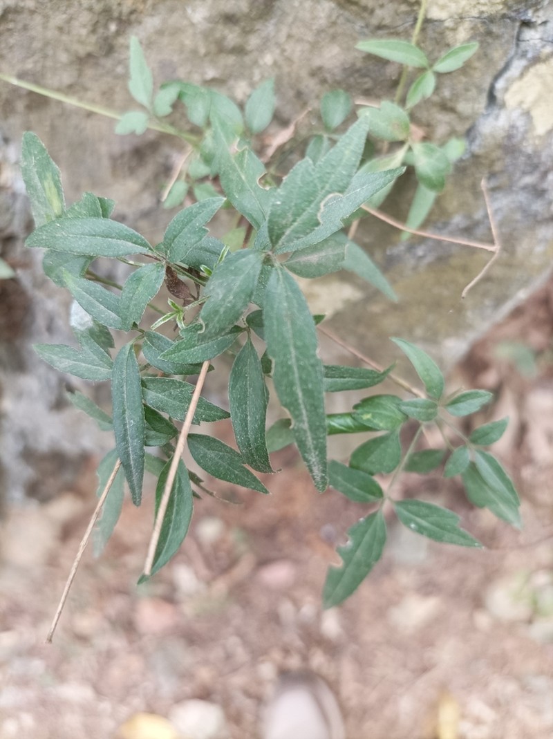Clematis formosana