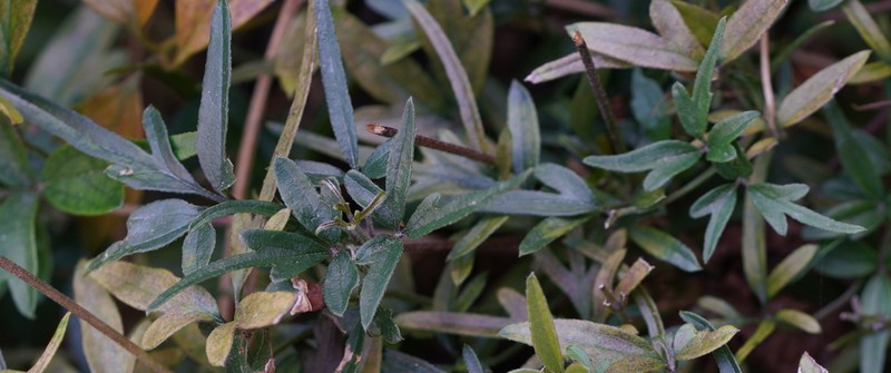 Clematis formosana photo 2