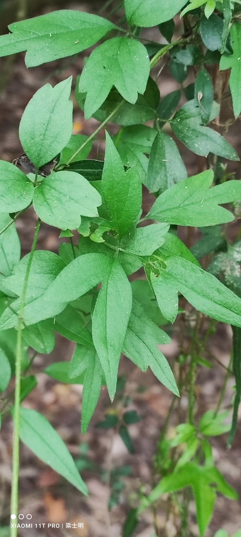 Clematis formosana photo 3