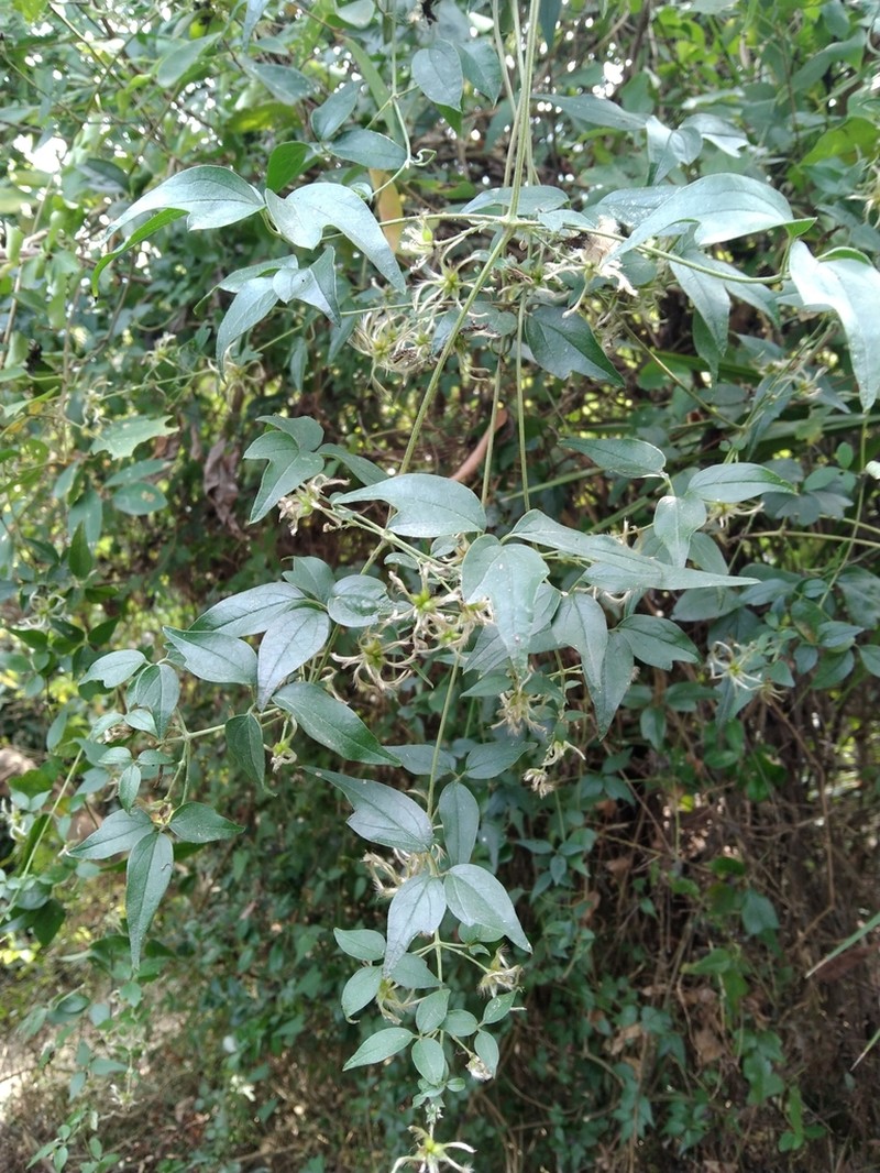 Clematis formosana photo 4