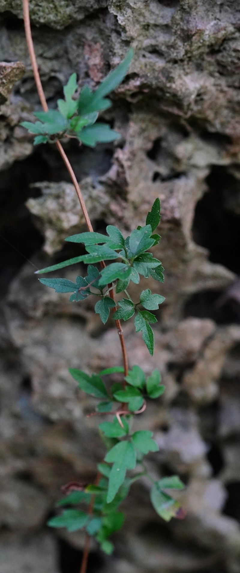 Clematis formosana photo 5
