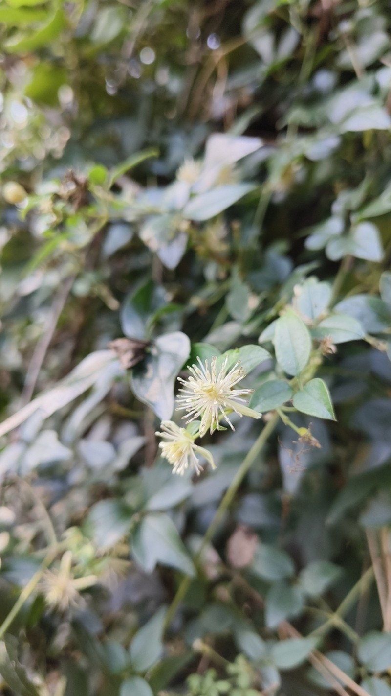 Clematis formosana photo 6